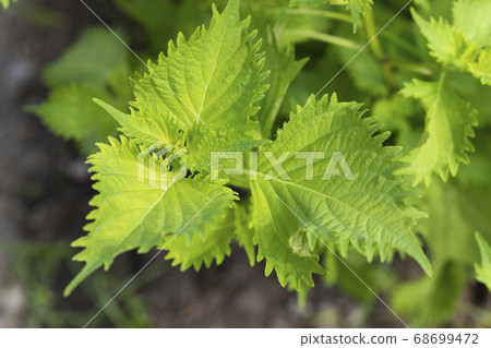 在菜園裡養的紫蘇 照片素材 圖片 圖庫