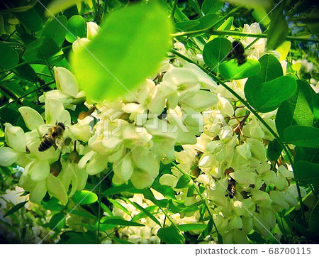 Winged bee slowly flies to the plant, collect 68700115