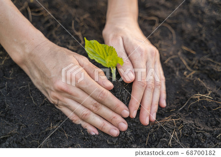 Farmer hands growing a sapling plant with soil 68700182