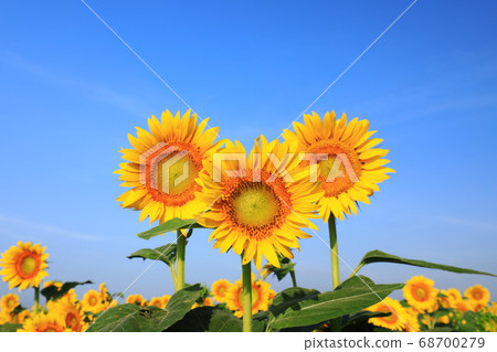 向日葵1350 68700279