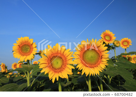 Sunflower 1228 Sunflower 1228 68700482