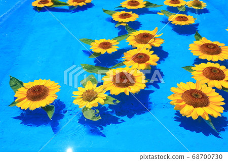 Sunflower 1101 Sunflower 1101 68700730