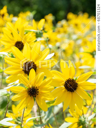 Three-wheeled young sunflower Three-wheeled young sunflower 68701324