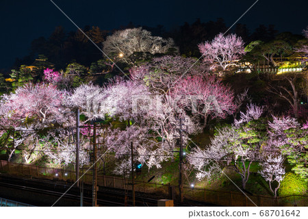 Kairakuen Mito's Ume Festival Illuminated exterior Night view (Mito City, Ibaraki Prefecture) March 2019 Kairakuen Mito's Ume Festival Illuminated exterior Night view (Mito City, Ibaraki Prefecture) March 2019 68701642