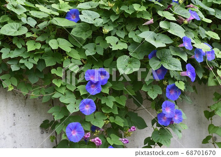 Ryukyu morning glory (Noosa morning glory) Ryukyu morning glory (Noosa morning glory) 68701670