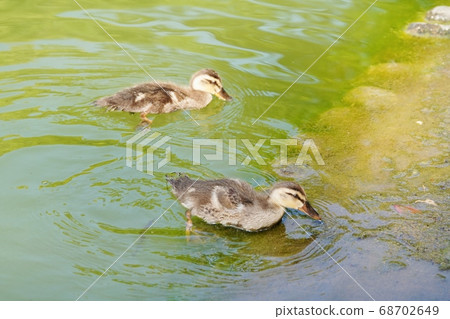 Baby chicks Baby chicks 68702649