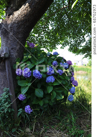 Pink flower of hydrangea blooming on the riverbed of Motoarakawa, Saitama Prefecture 68702973