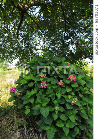 Red flower of hydrangea blooming on the riverbed of Motoarakawa, Saitama Prefecture 68703071