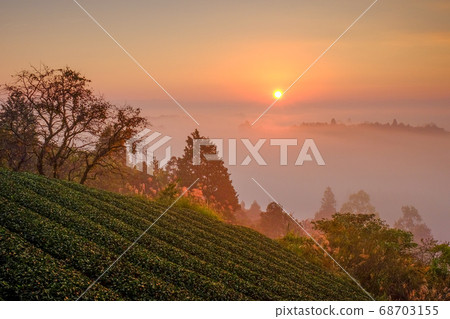 Tea plantation, sea of clouds and Asahi (Nara city, Nara prefecture) 68703155