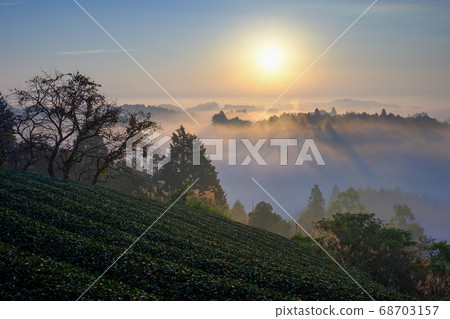 茶園，雲海和朝日（奈良縣奈良市） 68703157
