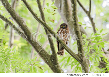 Aobazuku Aobazuku 68703169