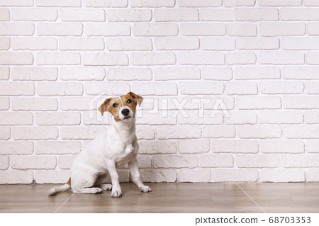 Curious Jack Russell Terrier puppy looking at the Curious Jack Russell Terrier puppy looking at the 68703353