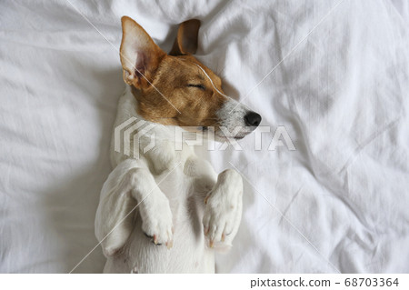 Small breed dog lying in the owner's bed with 68703364