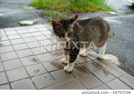 A rainy morning, a young stray cat waiting for breakfast to arrive while getting wet A rainy morning, a young stray cat waiting for breakfast to arrive while getting wet 68703596