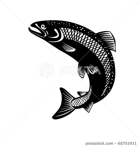 Rainbow Trout Oncorhynchus Mykiss Steelhead 68703931