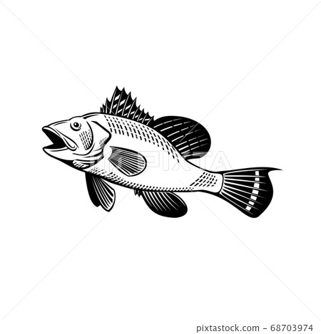 Black Sea Bass Centropristis Striata Swimming Up Black Sea Bass Centropristis Striata Swimming Up 68703974