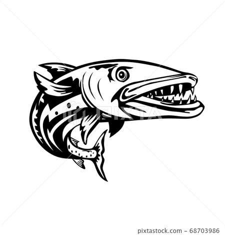Barracuda or Sphyraena Barracuda Swimming Up 68703986