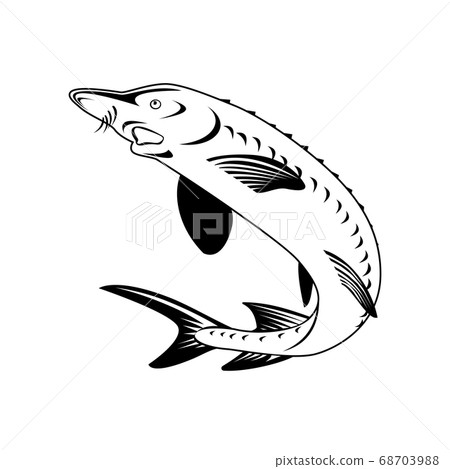 Atlantic Sturgeon or Gulf Sturgeon Acipenser 68703988