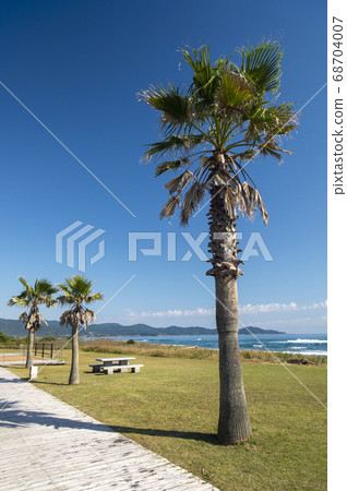 Shikoku, a palm tree on the Irino coast of Kuroshio Town, Hata-gun, Kochi Prefecture 68704007