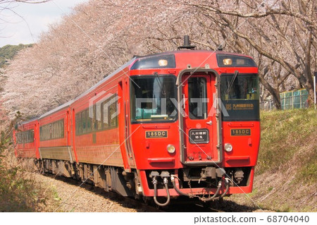 Limited express Kumagawa 1 passing through the tunnel of cherry blossoms 68704040
