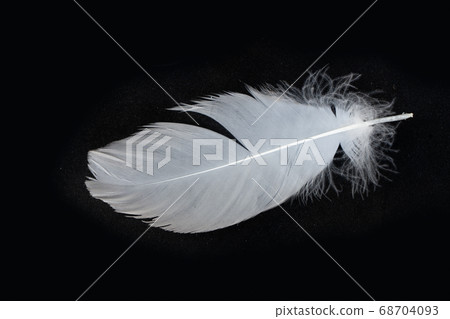 white feathers over black white feathers over black 68704093