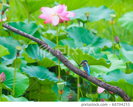 Kingfisher, a visitor to Hasuike Kingfisher, a visitor to Hasuike 68704253