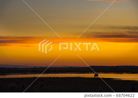 Landescape,sunset.La Pampa Argentina 68704622