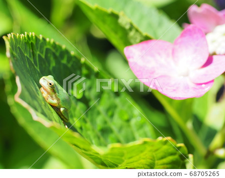 雨季在岸邊曬日光浴的樹蛙 68705265