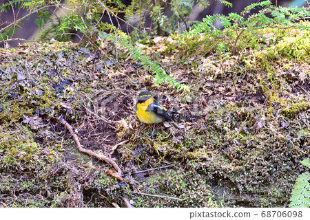 Kibitaki Kibitaki 68706098