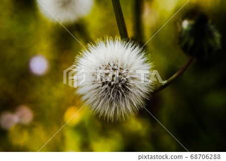 起毛 起毛 68706288