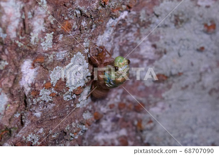 Emergence of tsukutsukubi 68707090