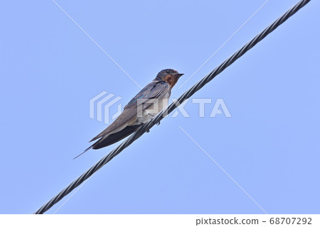 Swallow Swallow 68707292