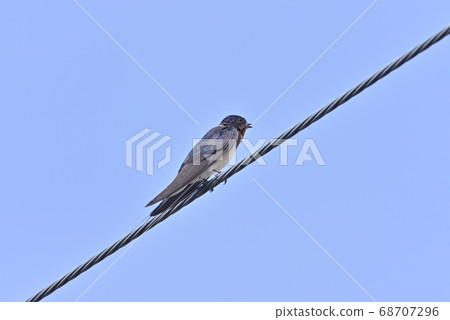 吞下 吞下 68707296