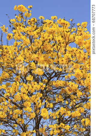 Paraguayan Silver Trumpet Tree, an aromatic perennial Native to Central America and the western Indies. Paraguayan Silver Trumpet Tree, an aromatic perennial Native to Central America and the western Indies. 68707773