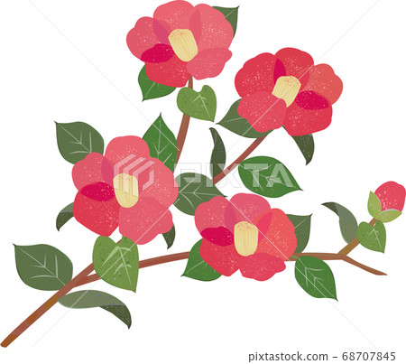 Camellia 68707845