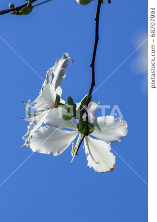 Blooming white Bauhinia variegata, Bauhinia variegata is a perennial plant, reaching 10-12 meters in height, is a popular plant for landscaping. And used to attract hummingbirds Blooming white Bauhinia variegata, Bauhinia variegata is a perennial plant, reaching 10-12 meters in height, is a popular plant for landscaping. And used to attract hummingbirds 68707993