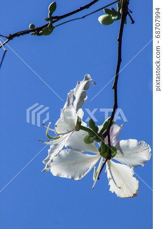 Blooming white Bauhinia variegata, Bauhinia variegata is a perennial plant, reaching 10-12 meters in height, is a popular plant for landscaping. And used to attract hummingbirds Blooming white Bauhinia variegata, Bauhinia variegata is a perennial plant, reaching 10-12 meters in height, is a popular plant for landscaping. And used to attract hummingbirds 68707994