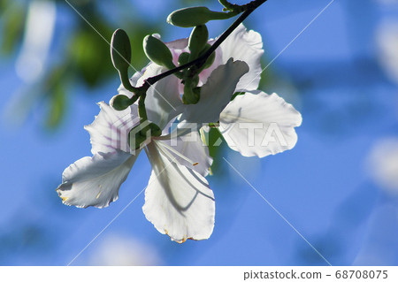 Blooming white Bauhinia variegata, Bauhinia variegata is a perennial plant, reaching 10-12 meters in height, is a popular plant for landscaping. And used to attract hummingbirds Blooming white Bauhinia variegata, Bauhinia variegata is a perennial plant, reaching 10-12 meters in height, is a popular plant for landscaping. And used to attract hummingbirds 68708075
