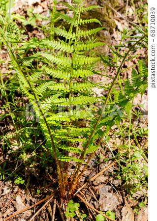 Green fern in a forest 68710039