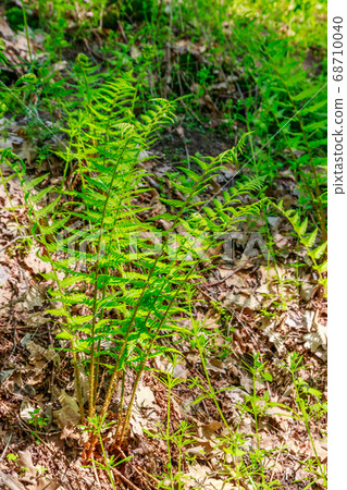 Green fern in a forest 68710040