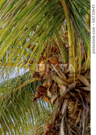 Coconut palms on the Caribbean. 68710645