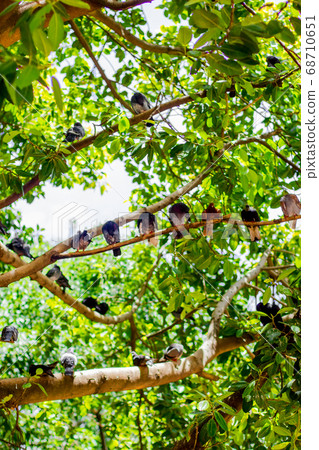 City pigeons are sitting on tree branches in a park. 68710651