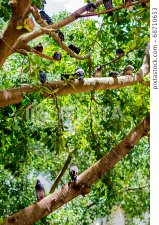 City pigeons are sitting on tree branches in a park. 68710653