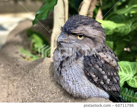 A bird resting on a tree 68711786