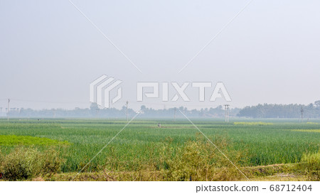 Lush green rice agricultural field ready for Harvest at spring season.  68712404