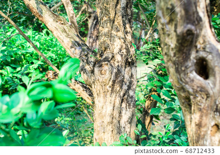 Brown Color Forest Trunk trunk. Green moss tropical Forest Brown Color Forest Trunk trunk. Green moss tropical Forest 68712433