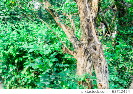 A hole in tree trunk of branch plant bark. A hole in tree trunk of branch plant bark. 68712434