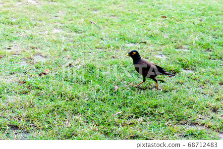 Common indian myna (Acridotheres tristis) Common indian myna (Acridotheres tristis) 68712483