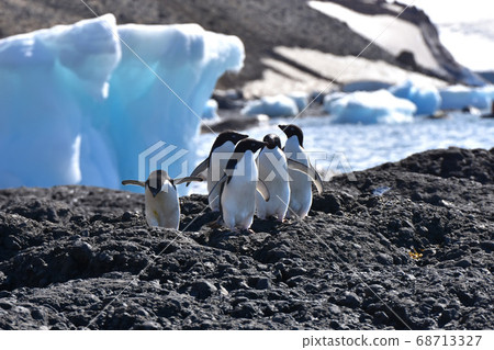 Adelie Penguin (Antarctica) 68713327