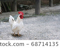 Chicken 68714135